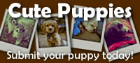 Cute Puppy Contest